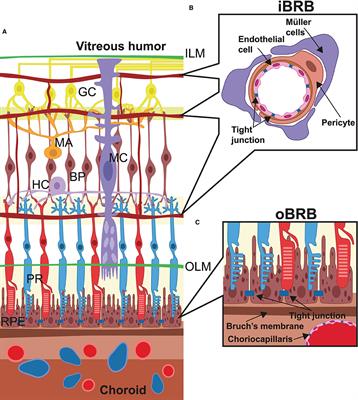 The role of the mTOR pathway in diabetic retinopathy